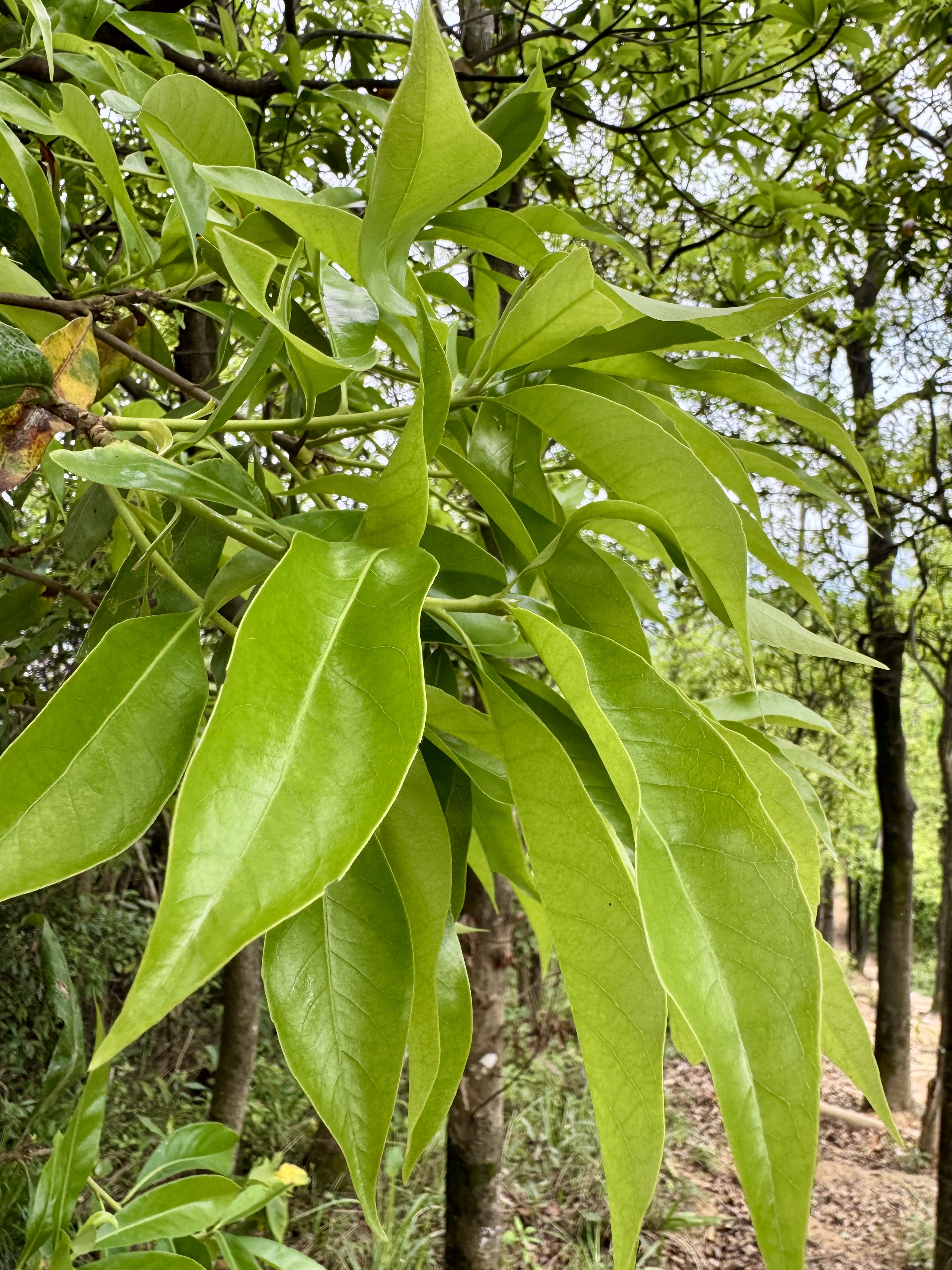 山间初芽